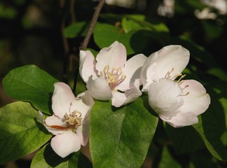quince tree with flowers at spring