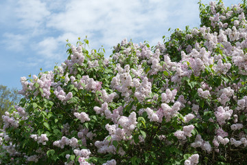 Lilac blossoms