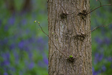 Tree in a Bluebell Woods