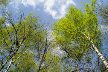 Birch
