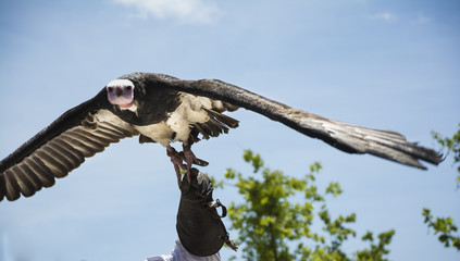White-headed Vulture flying