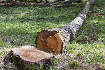 Deforestation