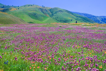 Wildflower field and spring mountain in Arvin--Capital of wildflowers in Southern California © Juancat