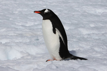 Cute Gentoo penguin on the snow in Antarctica 