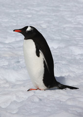 Cute Gentoo penguin in Antarctica 