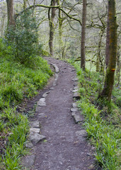 Woodland path