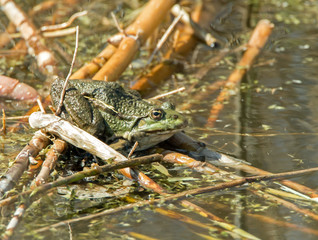 Marsh Frog