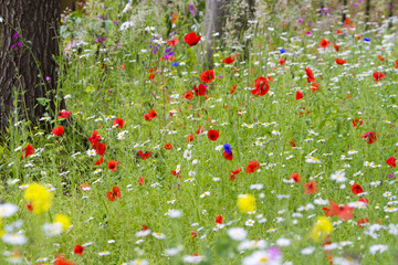 Wildflower meadow