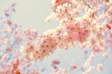 Frühling Grußkarte - rosa Blütenzweige der Kirschblüte - verträumter Frühling.... rosa Blumen...