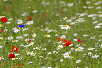 Naklejka premium Wildflower meadow