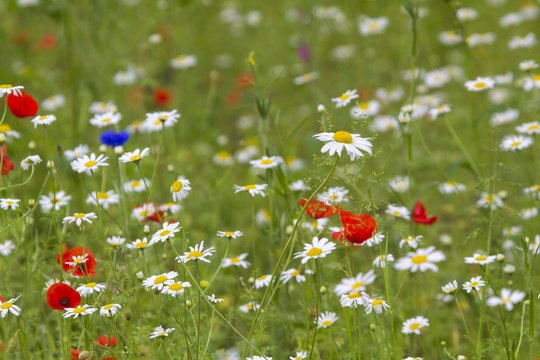 Fototapeta Wildflower meadow