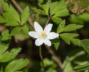 Wood Anemone