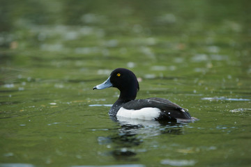 Tufted Duck, Aythya fuligula