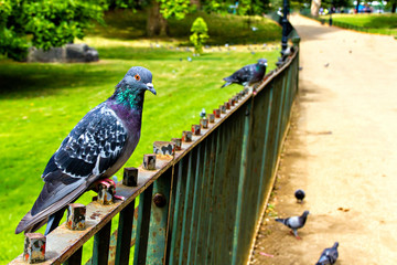 Gray pigeons in park