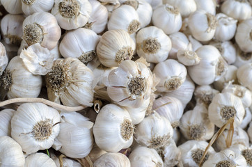 Fresh garlic