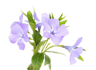Naklejka premium Beautiful periwinkle flowers, isolated on white