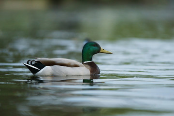 Mallard, Anas platyrhynchos