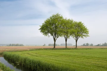 Foto op Canvas Lawn landscape with three trees © Ruud Morijn