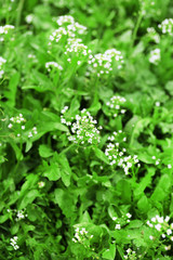 Beautiful spring grass outdoors