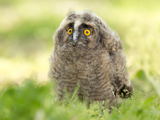 Long-eared owl