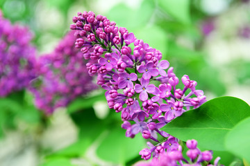 Fototapeta na wymiar Lilac flowers outdoors