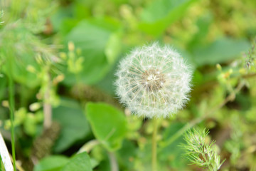 Beautiful dandelions in grass outdoors