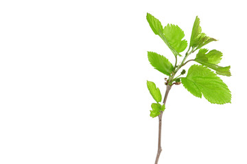 Branch with leaf isolated on white