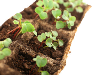 Young seedlings of radish in tray close up
