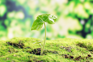 Young sprout in springtime,closeup