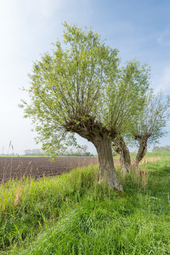 Agricultural landscape with three pollard willows