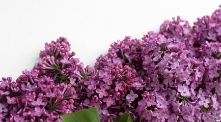 Obraz premium Beautiful lilac flowers isolated on white