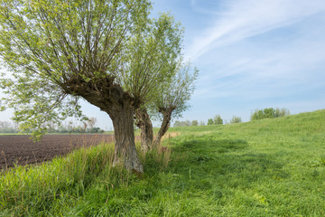 Landscape with a dike  and old willows
