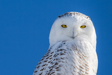 Snowy Owl - Portrait Set Against Blue Sky