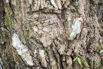 bark