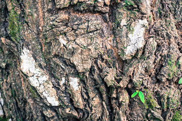 bark