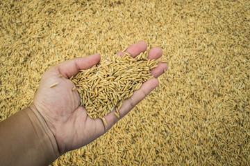 Paddy rice in hand