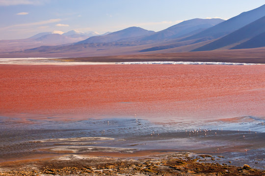 Laguna Colorada, Bolivia,South America