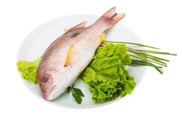 Raw red snapper