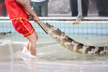 Show to catch crocodiles.