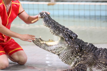 Fototapeta premium Show to catch crocodiles.