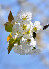 Blossoming branch of sweet cherry