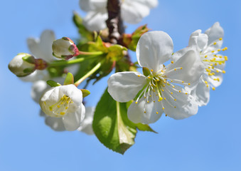 White flowers and buds
