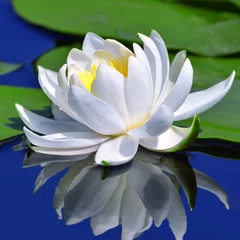 Wall murals Waterlillies White lily on the lake