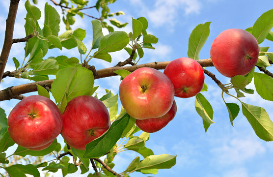 Red apples grows on a branch among the green foliage