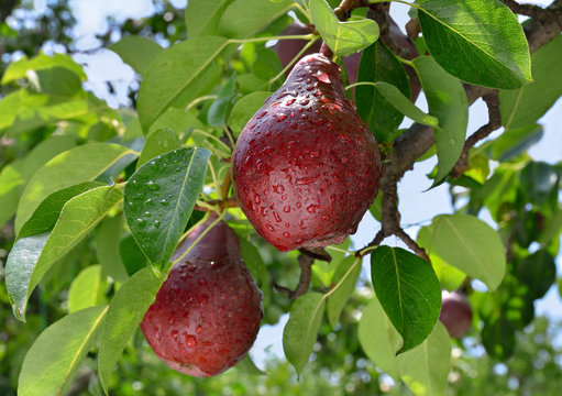Ripe red pear grows on a branch