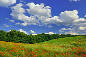 Fototapeta premium Red poppies on the green field