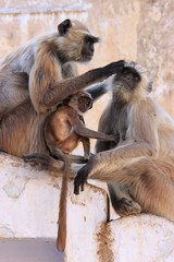 Gray langurs with babies sitting at the temple, Pushkar, India