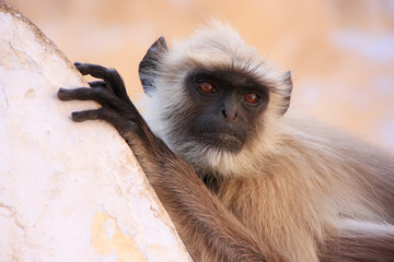 Gray langur sitting at the temple, Pushkar, India
