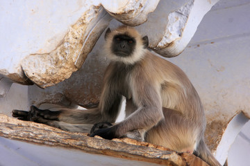 Gray langur sitting at the temple, Pushkar, India