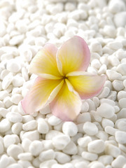 Pile of white stones with frangipani